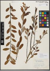 Foto von Salix triandra subsp. amygdalina (L.) Schübl. & G. Martens